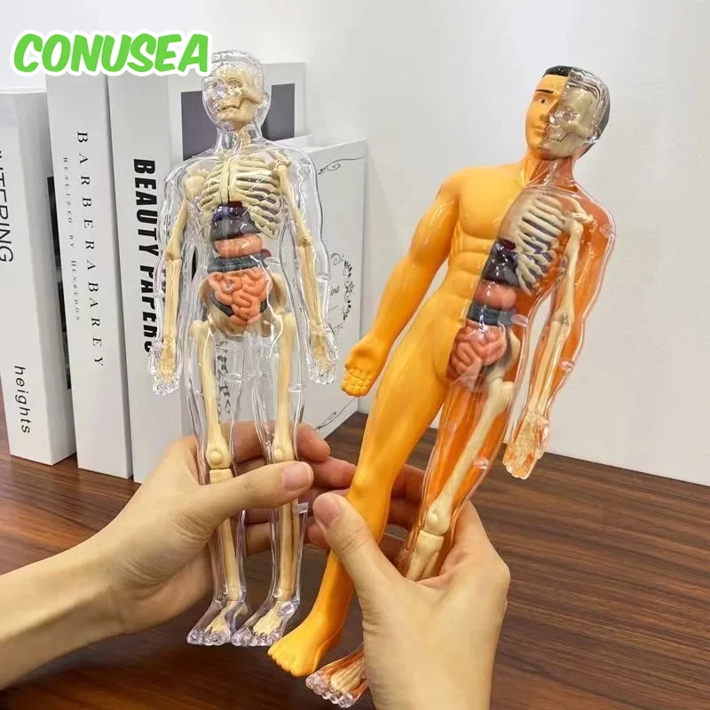 Science Nature - Children's Human Skeleton Organ Model Toys