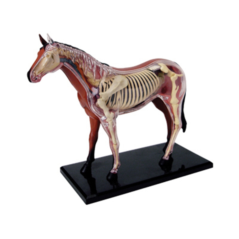 Science Toy - Animal Organ Anatomy Model 4D Horse