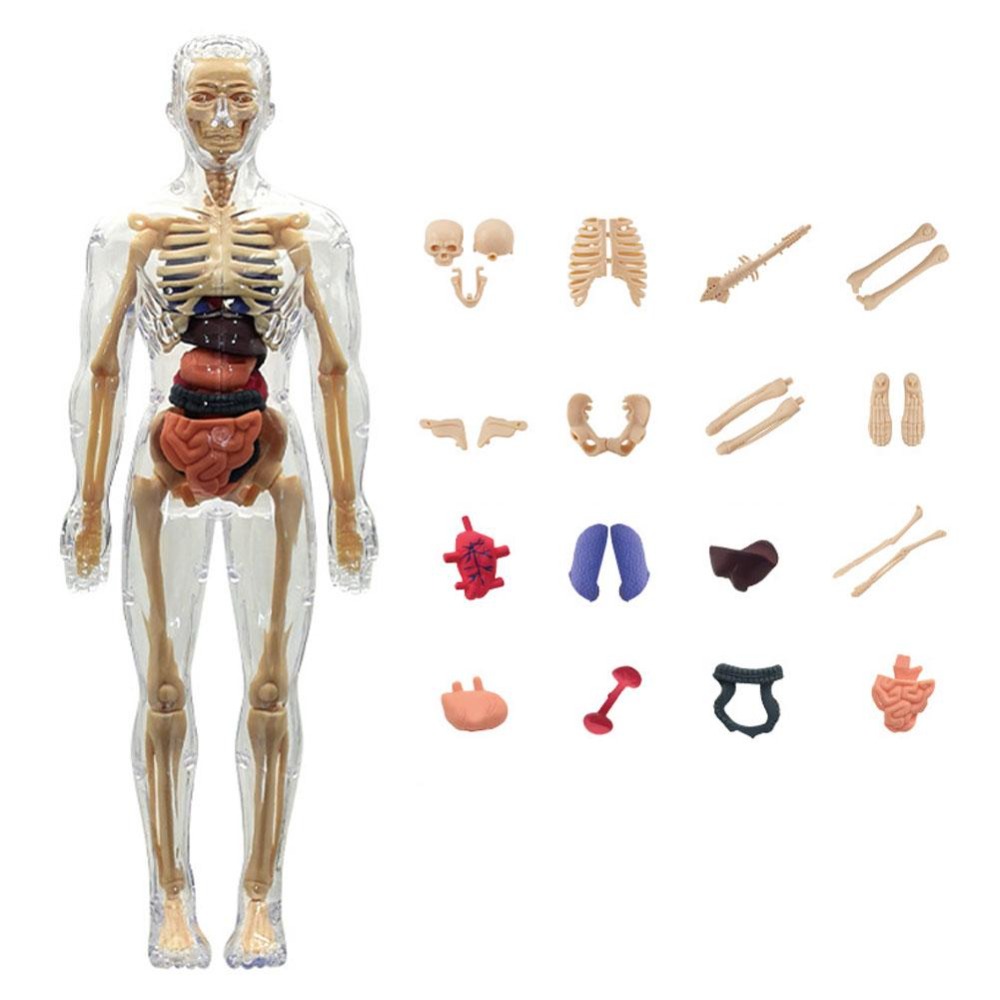 Science Nature - 3D Human Body Anatomy Model Two