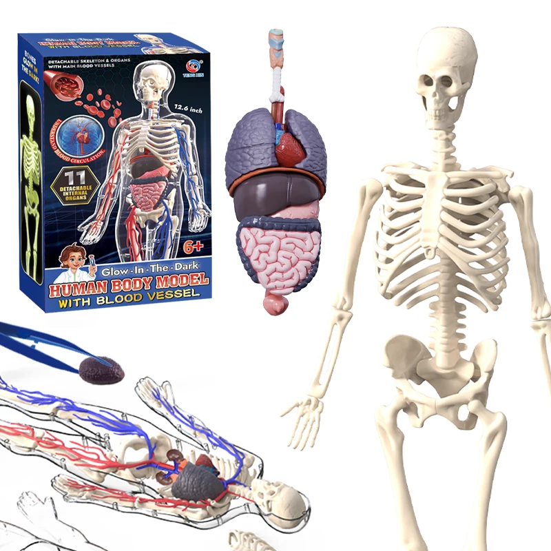 Science Nature - 3D Luminous Human Organ Model Puzzle