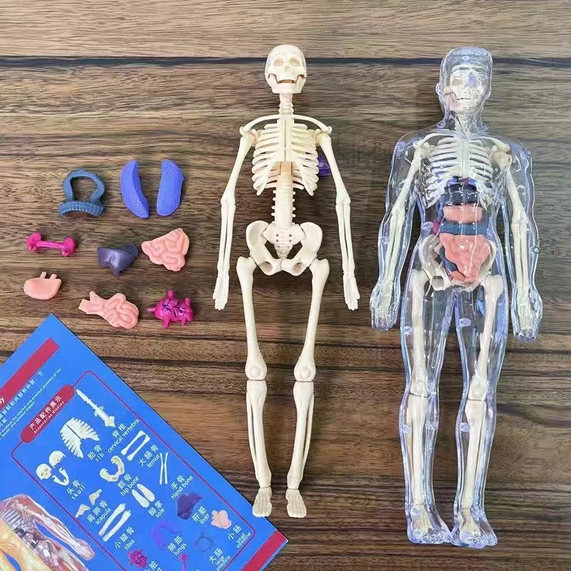 Children's Human Skeleton Orga - Science Nature recension och pris
