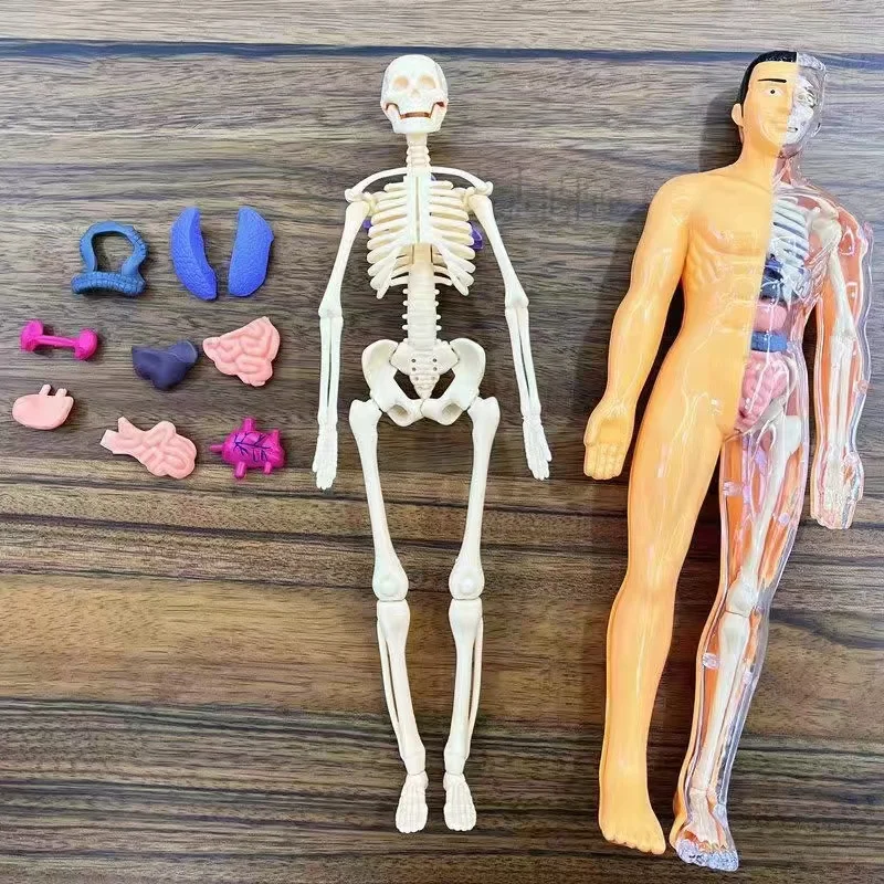 Children's Human Skeleton Orga - Science Nature recension och pris