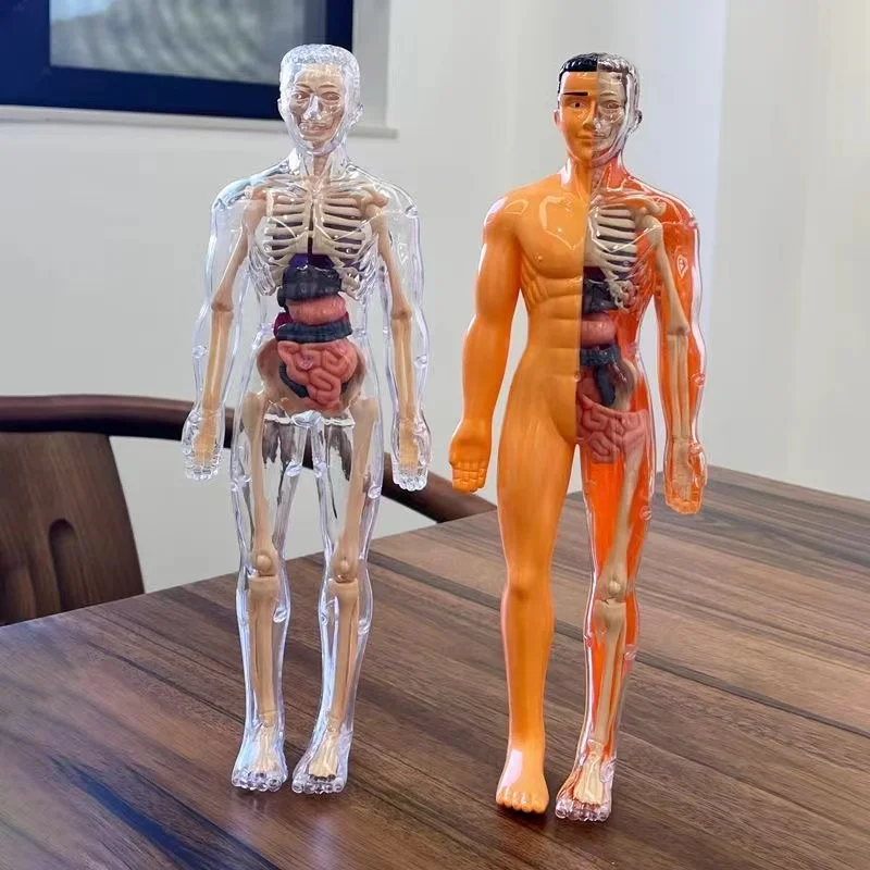 Children's Human Skeleton Orga - Science Nature recension och pris