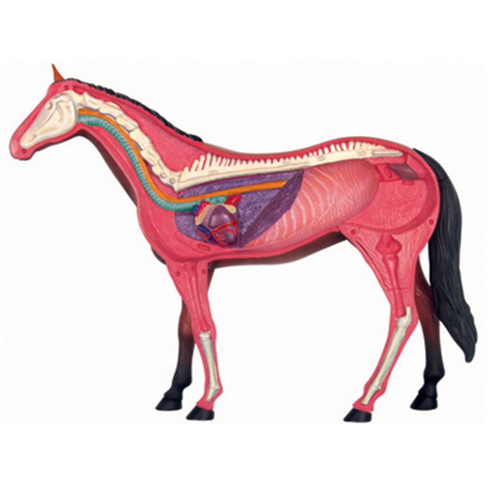 Animal Organ Anatomy Model 4D  - Science Toy recension och pris