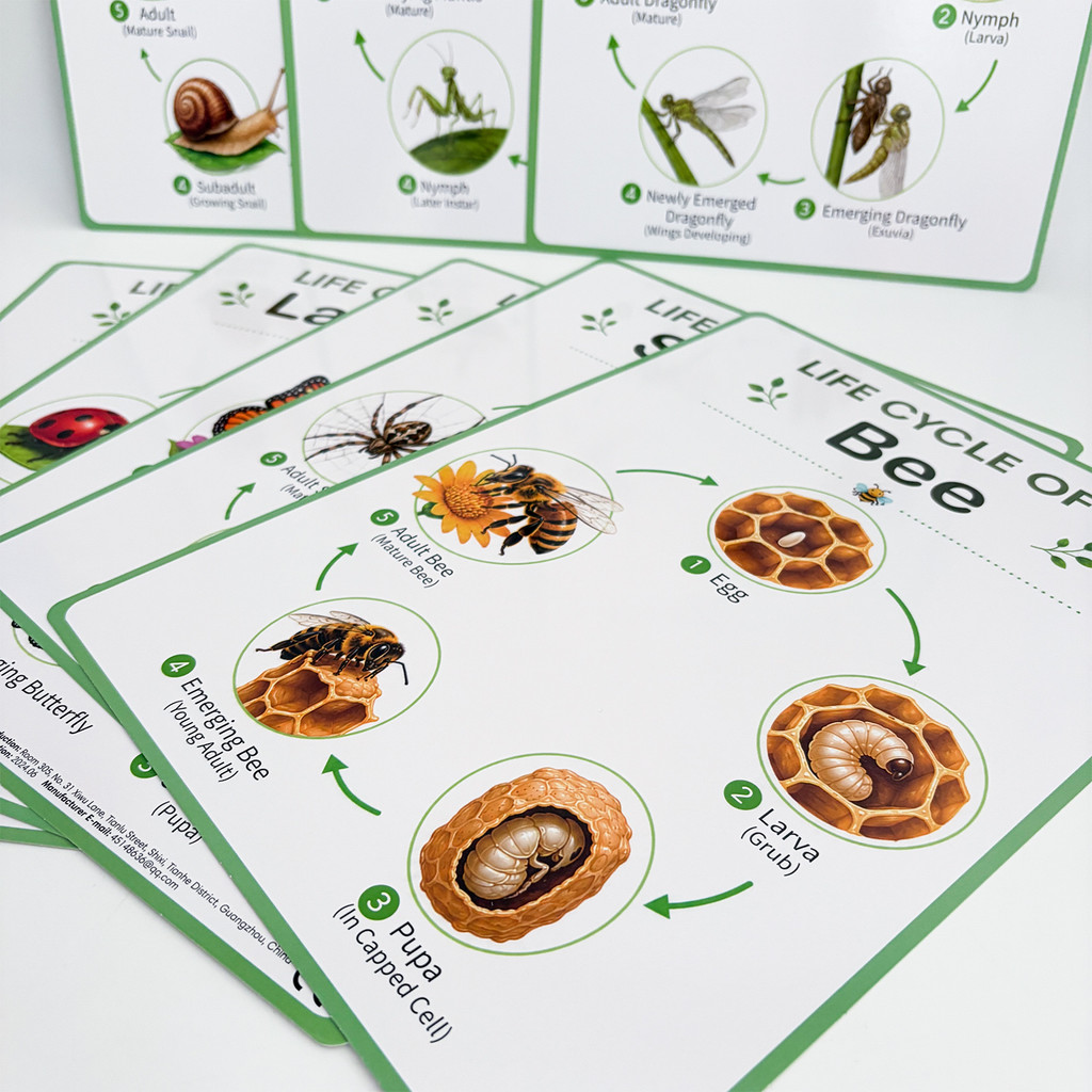 8Pcs Nature Life Cycle Educati - Science Nature recension och pris