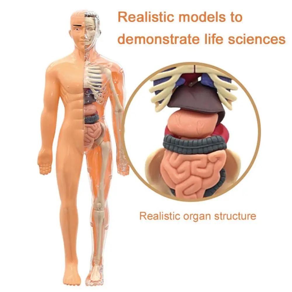 3D Human Body Anatomy Model Tw - Science Nature recension och pris