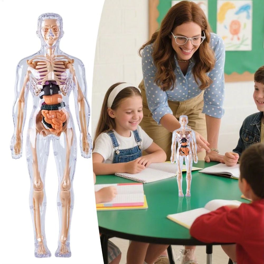 3D Human Body Anatomy Model Tw - Science Nature recension och pris