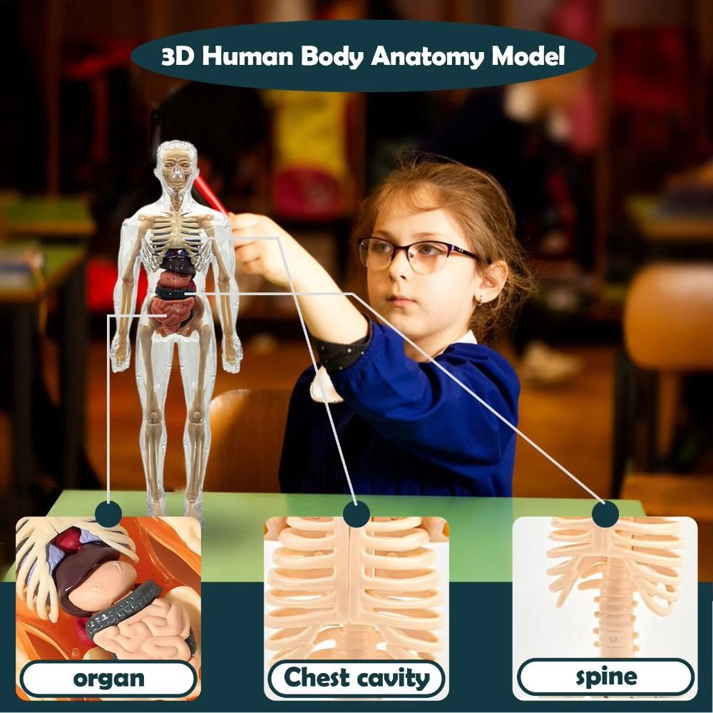 3D Human Body Anatomy Model Tw - Science Nature recension och pris