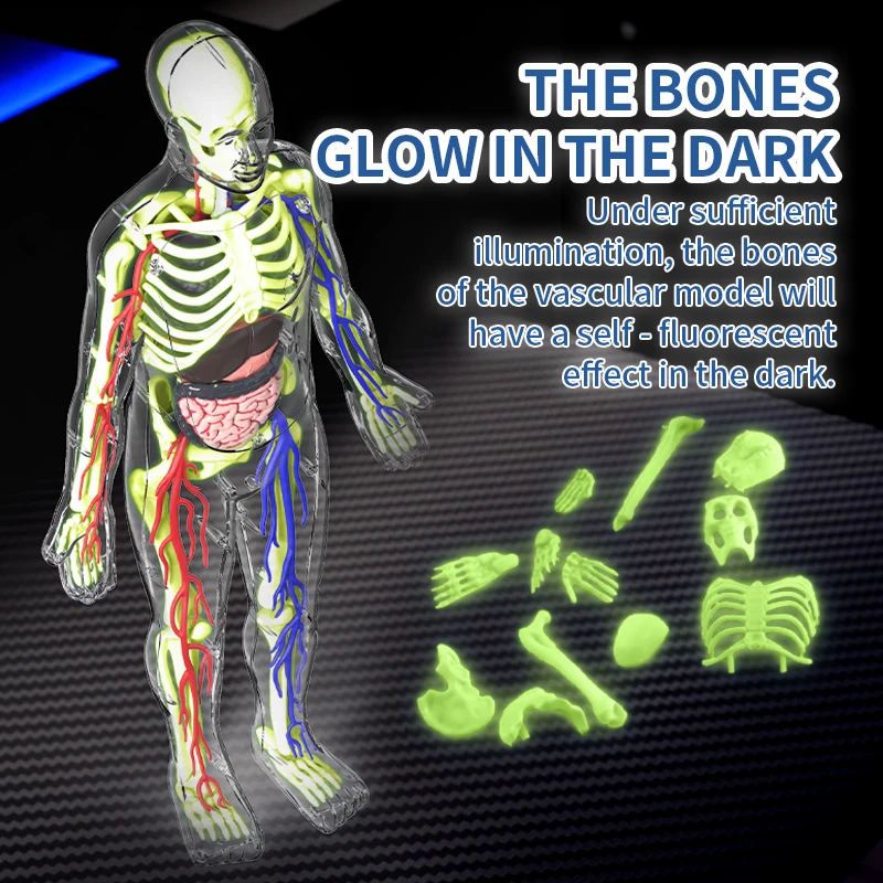 3D Luminous Human Organ Model  - Science Nature recension och pris