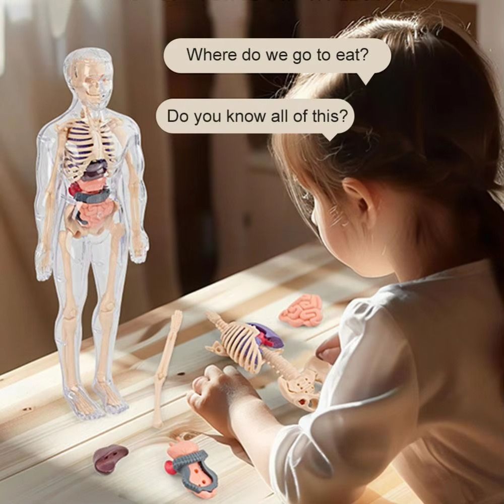 Plastics 3d Human Torso Model  - Science Nature recension och pris