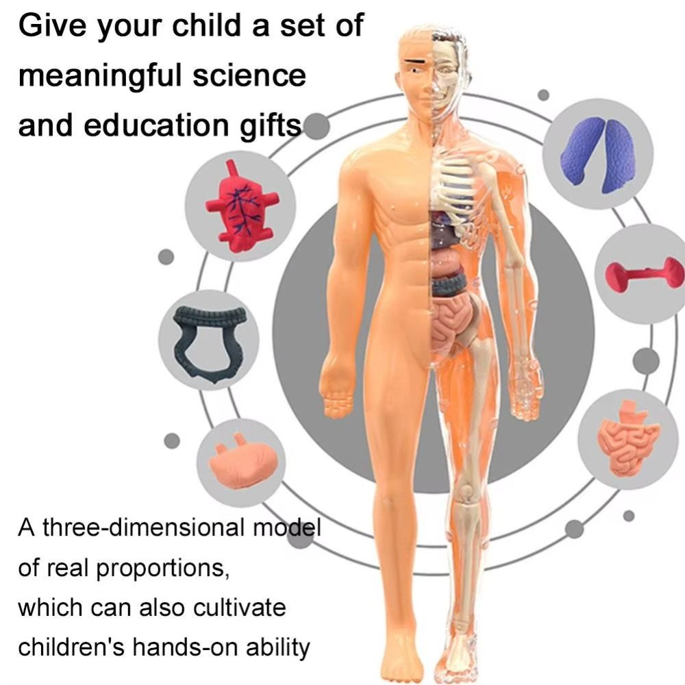Plastics 3d Human Torso Model  - Science Nature recension och pris