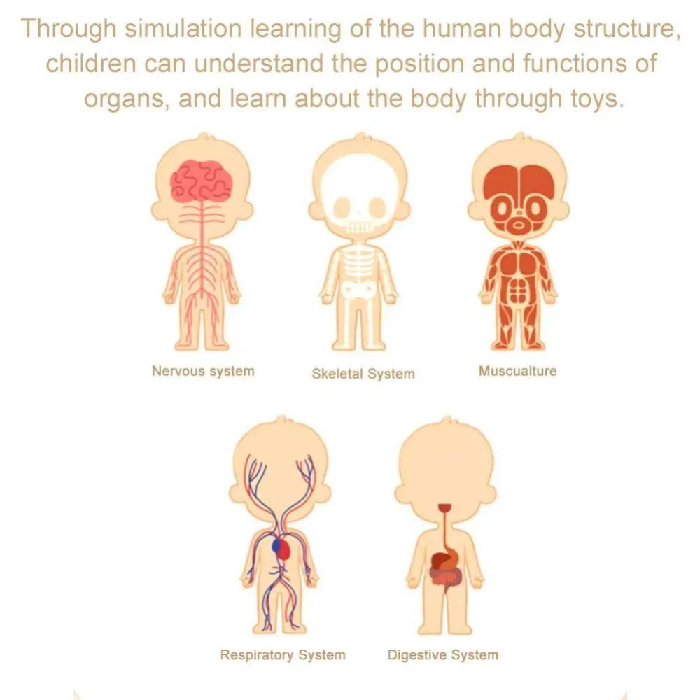 Plastics 3d Human Torso Model  - Science Nature recension och pris