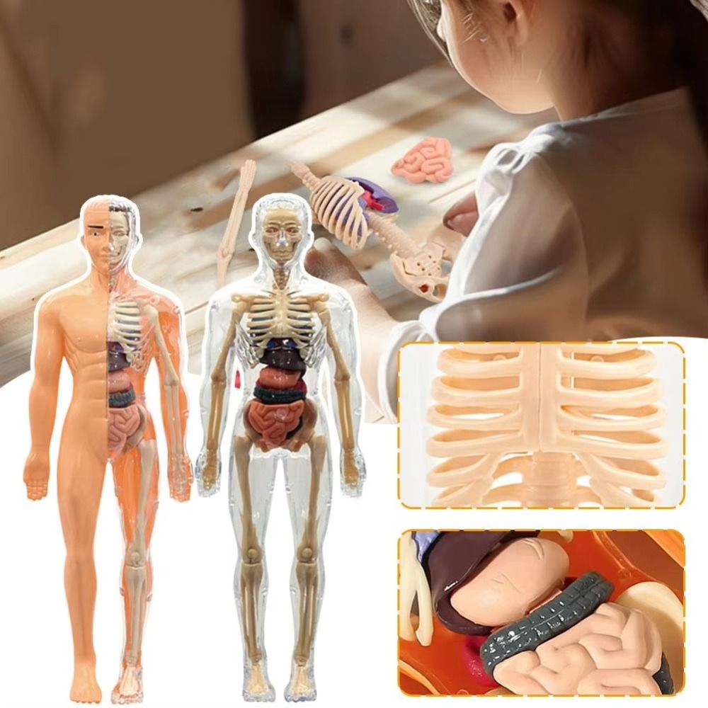 Plastics 3d Human Torso Model  - Science Nature recension och pris